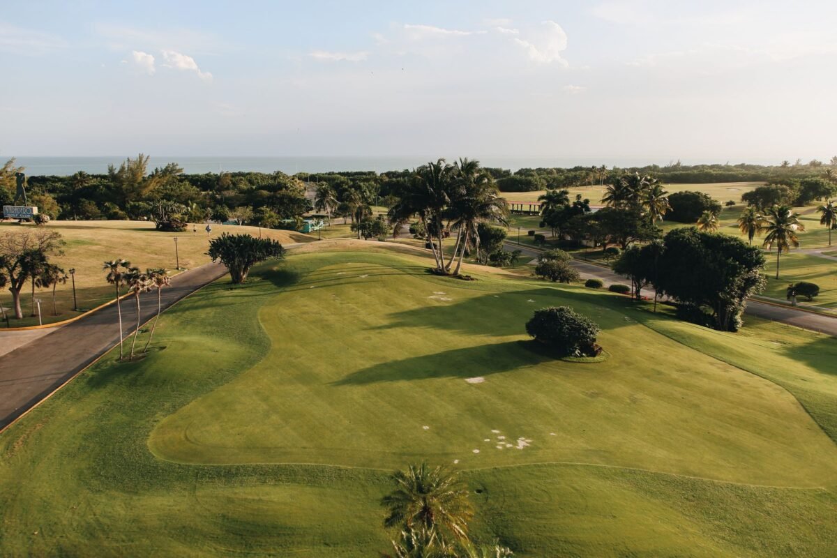 A golf course running between mature palm trees