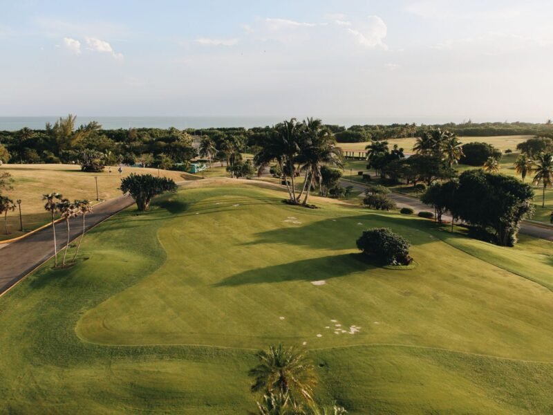 A golf course running between mature palm trees
